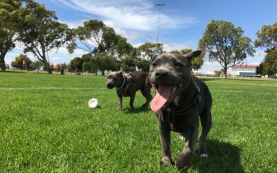 Safe and Enjoyable: 4 Must-Follow Tips for Dog Park Safety